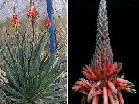 Aloe succotrina JLcoll.375